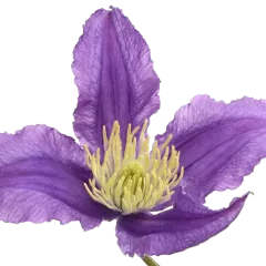 Clematis Amazing® Rome