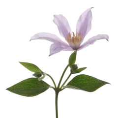 Clematis Amazing® Star River