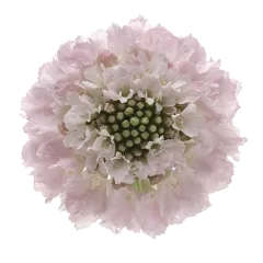 Scabiosa Bon Bon Scoop™ French Vanilla