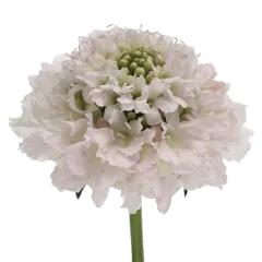 Scabiosa Bon Bon Scoop™ French Vanilla