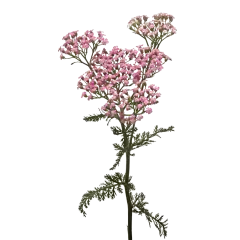 Achillea Anna