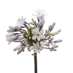 Agapanthus Twister 