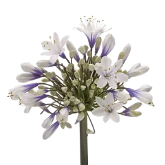 Agapanthus Twister 