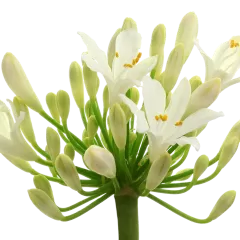 Agapanthus Gletsjer