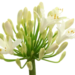 Agapanthus Gletsjer