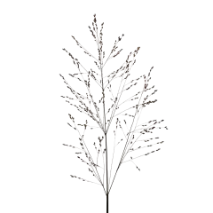 Panicum Heavy Metal 