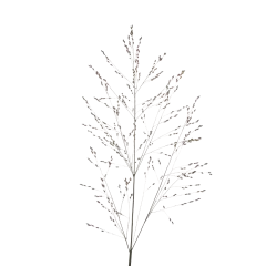 Panicum Heavy Metal 