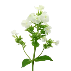 Phlox Icecap