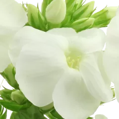 Phlox Icecap
