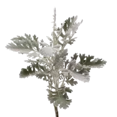 Jacobaea Ovidius