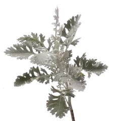Jacobaea Ovidius