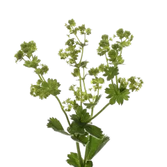 Alchemilla Mollis Robustica