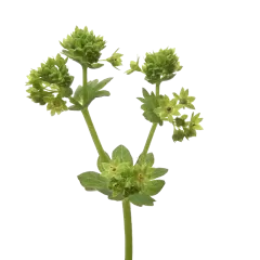 Alchemilla Mollis Robustica