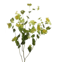 Bupleurum Griffithii