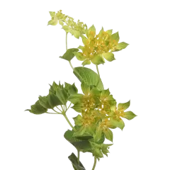 Bupleurum Griffithii