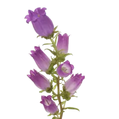 Campanula Champion Lilac 