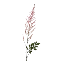 Astilbe Erika