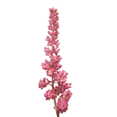 Astilbe Vision in Pink 