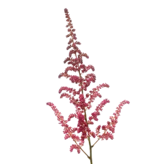 Astilbe Vision in Pink 