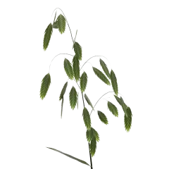 Chasmanthium Latifolium 'Mantis'