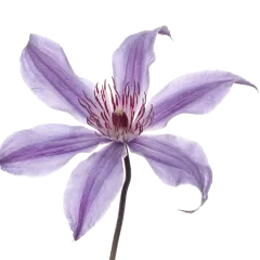 Clematis Amazing® Havana 