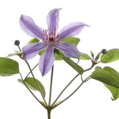 Clematis Amazing® Havana 