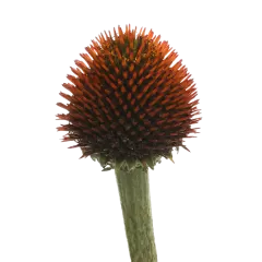 Echinacea Purpurea