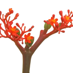 Jatropha Firecracker