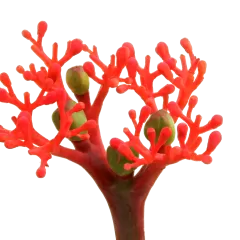 Jatropha Firecracker