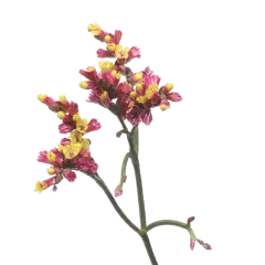 Limonium Scarlet Diamond