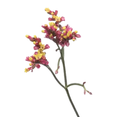 Limonium Scarlet Diamond
