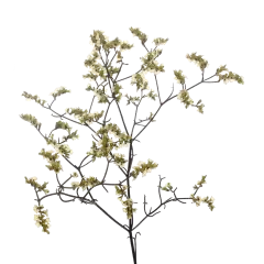 Limonium China Summer
