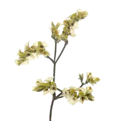 Limonium China Summer