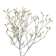 Limonium Piña Colada