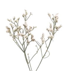Limonium Piña Colada