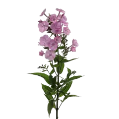 Phlox Pink Eyes