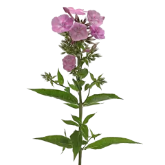 Phlox Pink Eyes