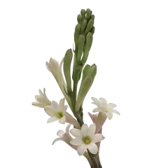 Polianthes Elsa Blush