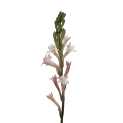 Polianthes Elsa Blush