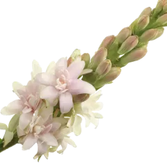 Polianthes Elle Pink