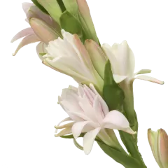 Polianthes Elle Pink