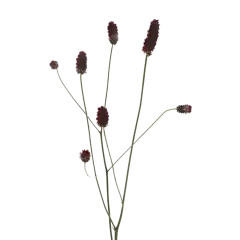 Sanguisorba Red Dream®