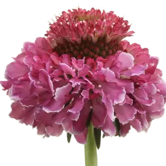 Scabiosa Focal Scoop™ Bicolor Pink