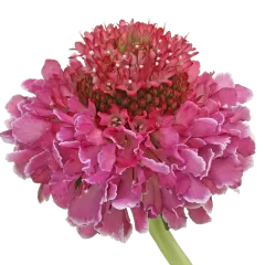 Scabiosa Focal Scoop™ Bicolor Pink