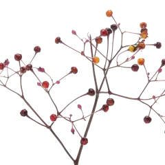 Talinum 'Long John'