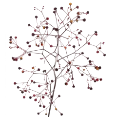 Talinum 'Long John'