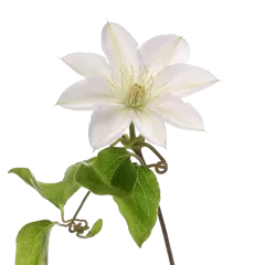 Clematis Amazing® Vienna