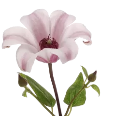 Clematis Amazing® Sevilla