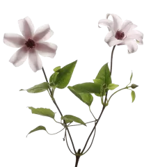 Clematis Amazing® Sevilla