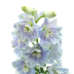 Delphinium Guardian Lavender